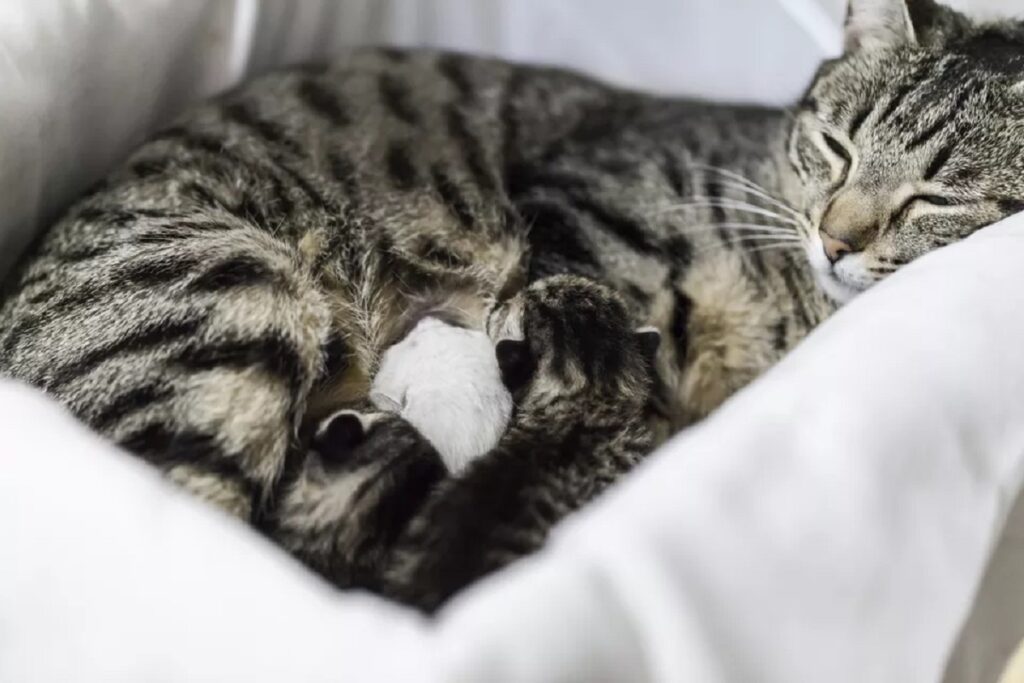 mamma gatta e gattini nella cuccia