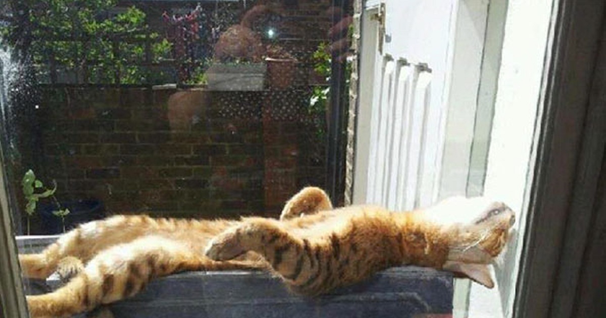 gatti al sole-relax sulla finestra