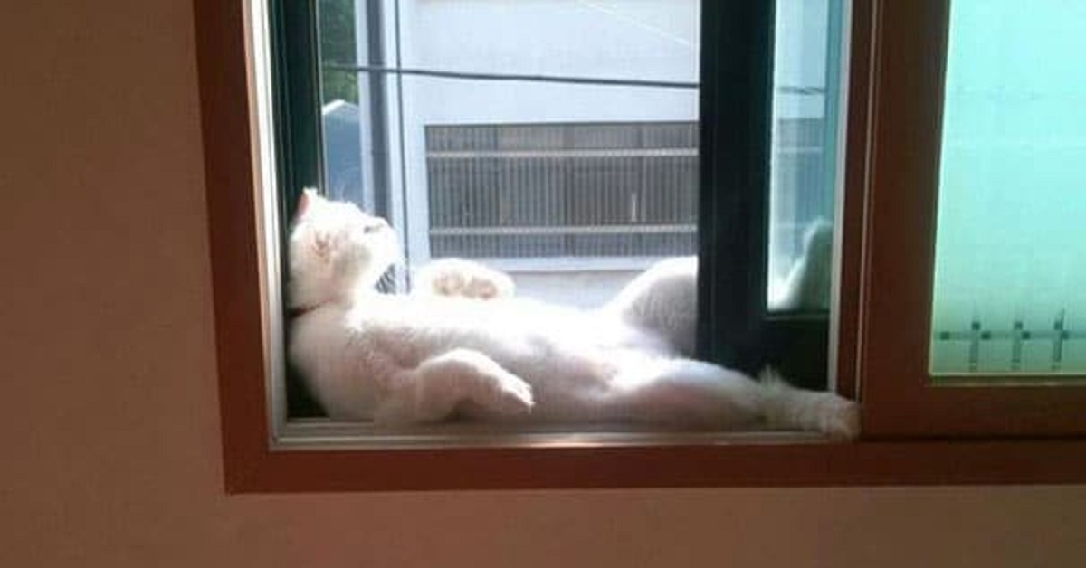 gatti al sole-sonnellino sulla finestra
