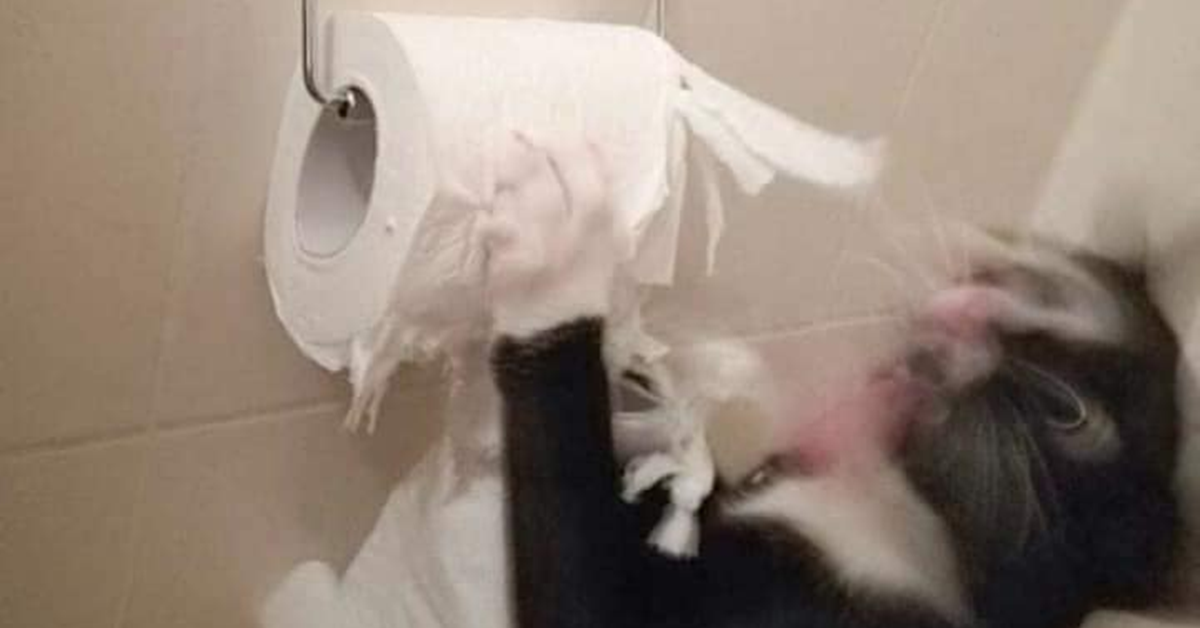 gatti che hanno combinato un casino-carta igienica