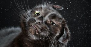 Gatti che scuotono la testa: 6 immagini esilaranti