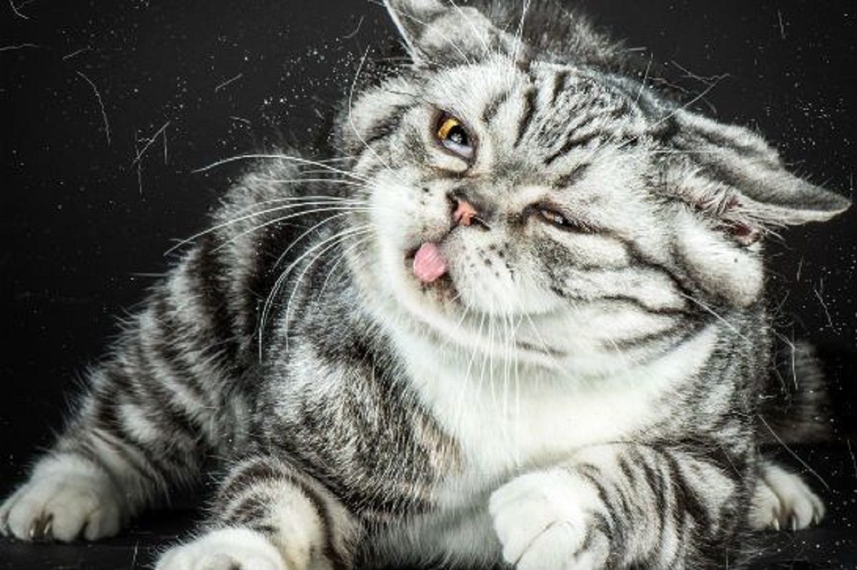 gatti che scuotono la testa-linguetta