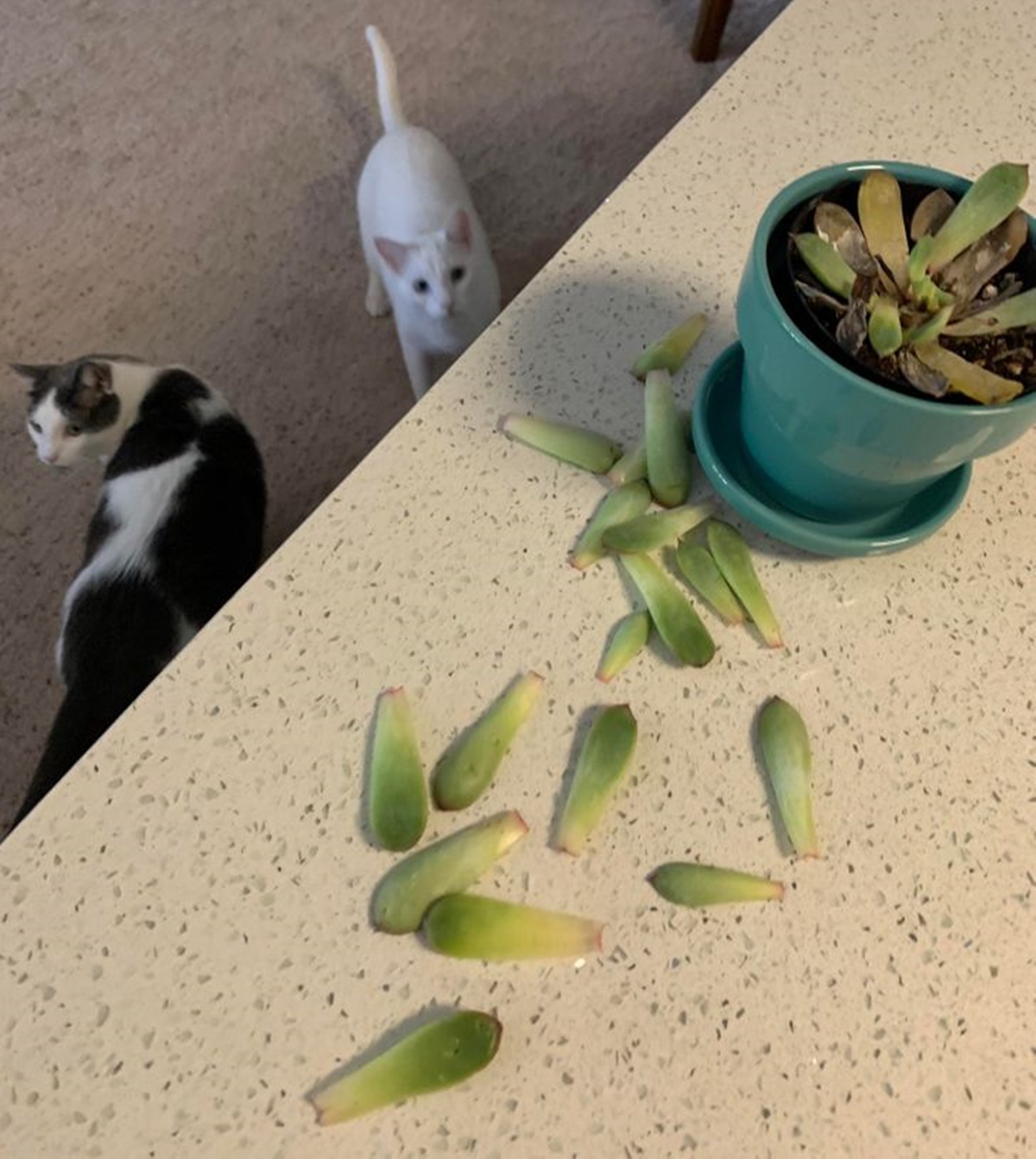 gatti con pianta
