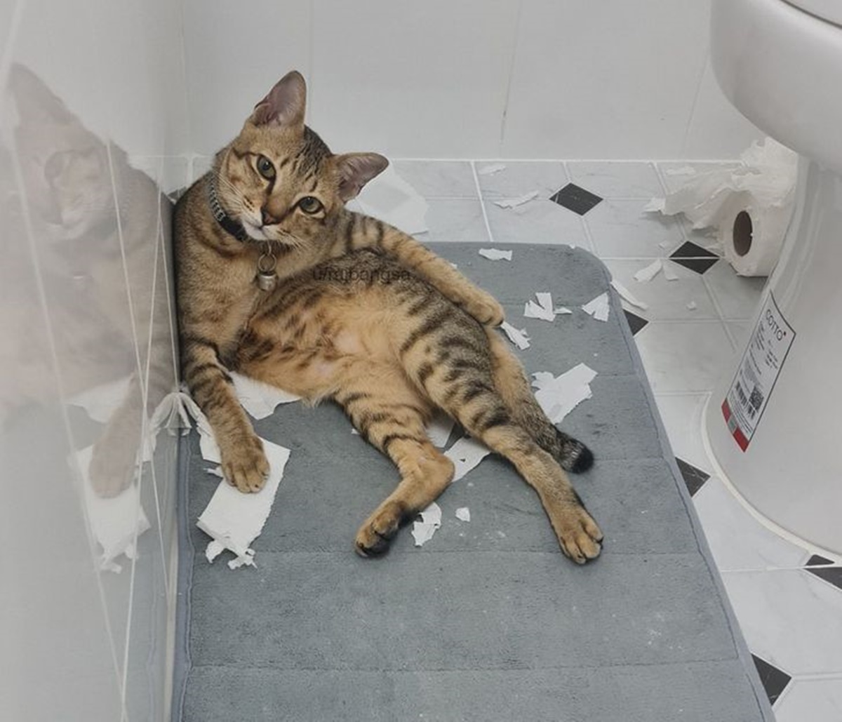 gatto in bagno