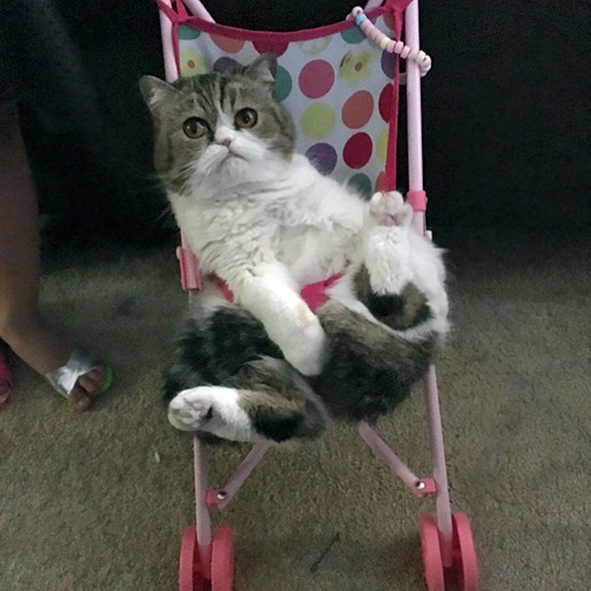 gatto nel passeggino rosa
