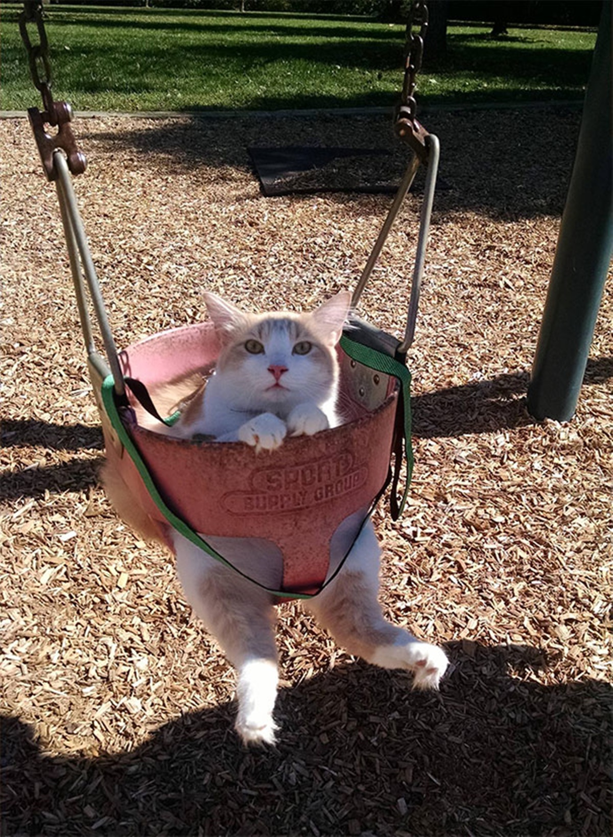 gatto al parco giochi
