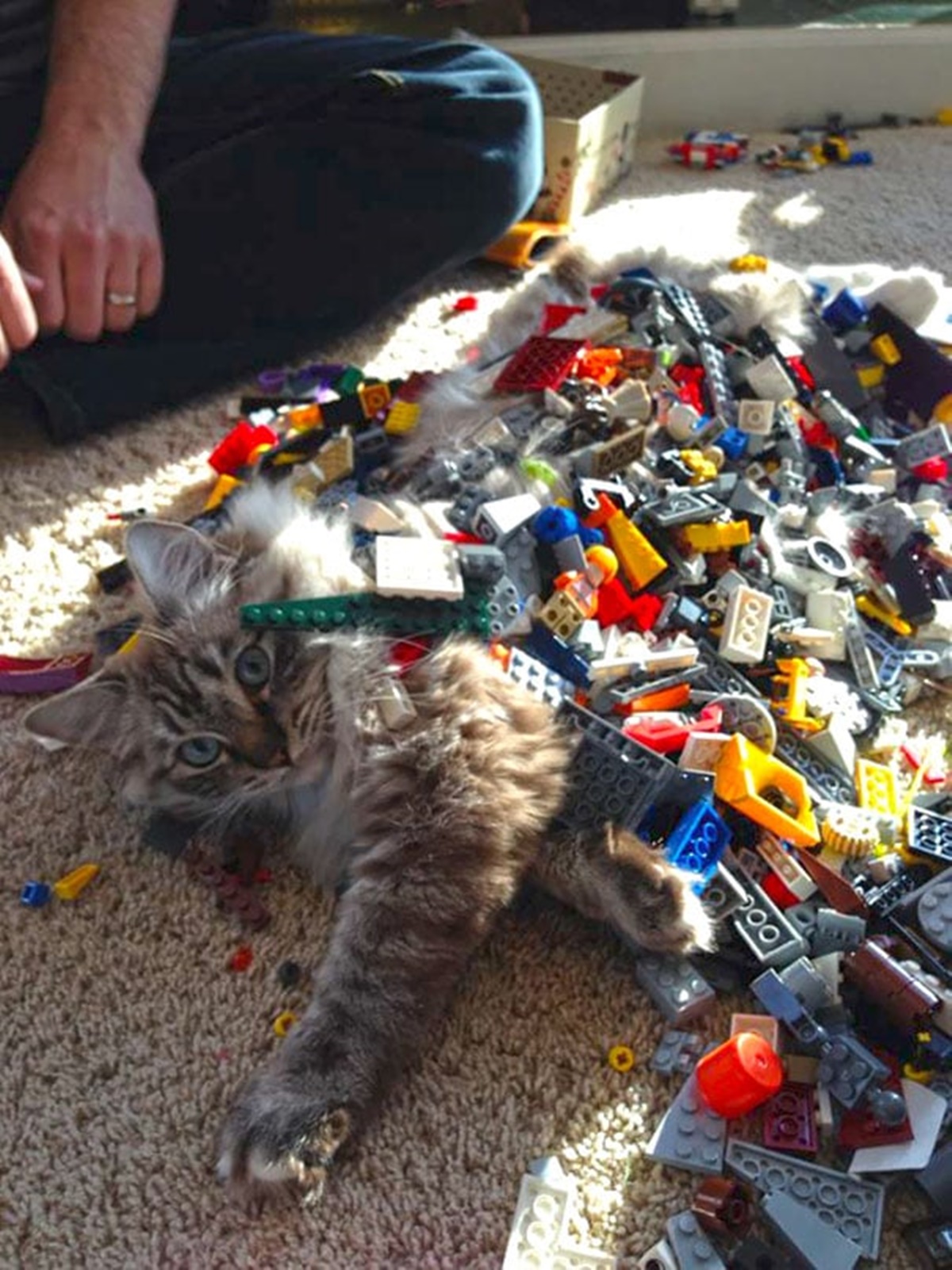 gatto con mattoncini lego