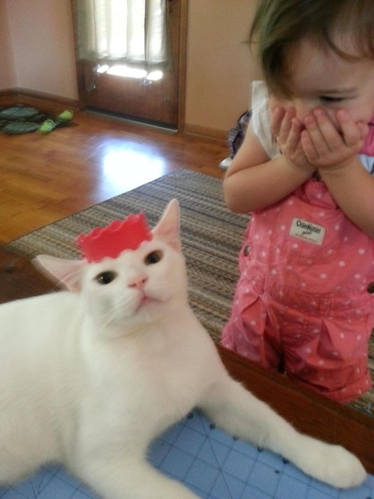 bambina e gatto con corona