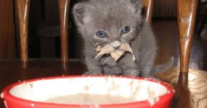 Gatti e cibo: 10 di loro beccati mentre pasticciano