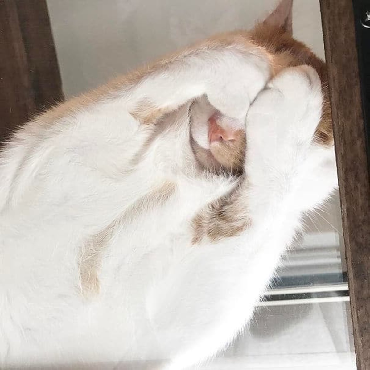 gatto che si copre gli occhi