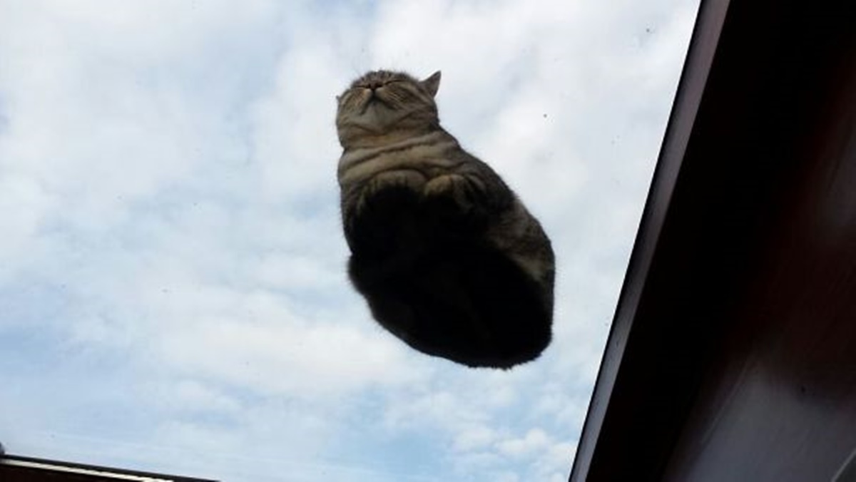 gatto vola sul vetro