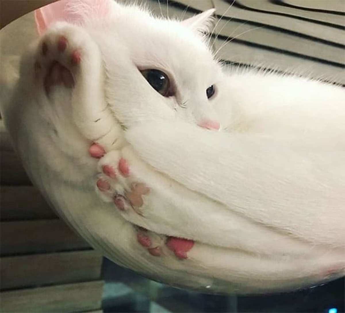 gatto in una conca di vetro