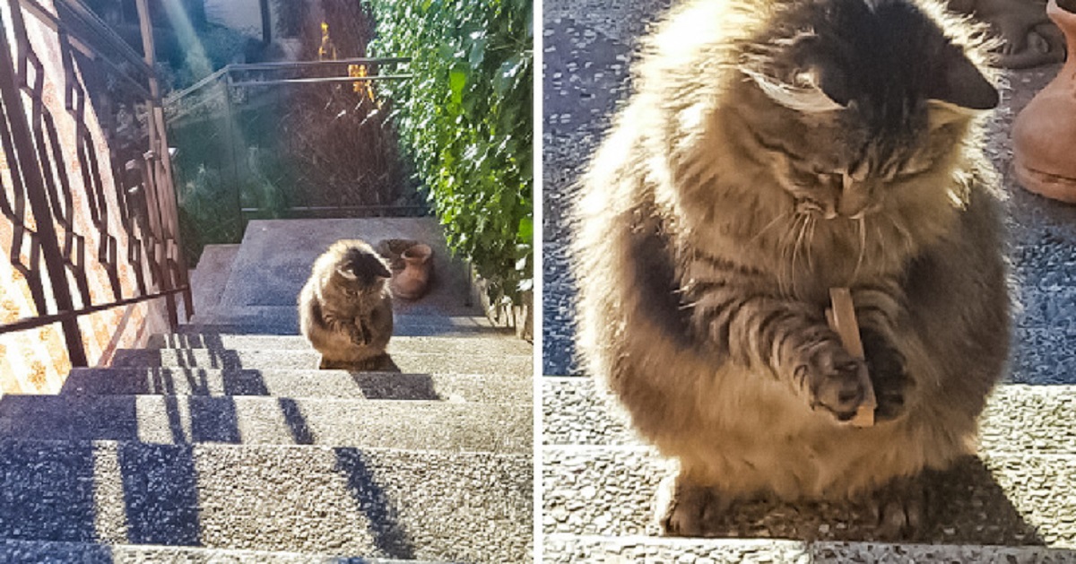 gatti perfetti-gatto e molletta