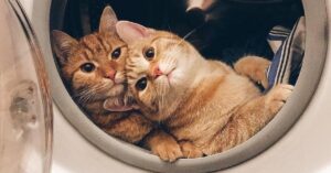 Gatti perfetti che meritano il titolo di “gatto dell’anno”: le 10 foto