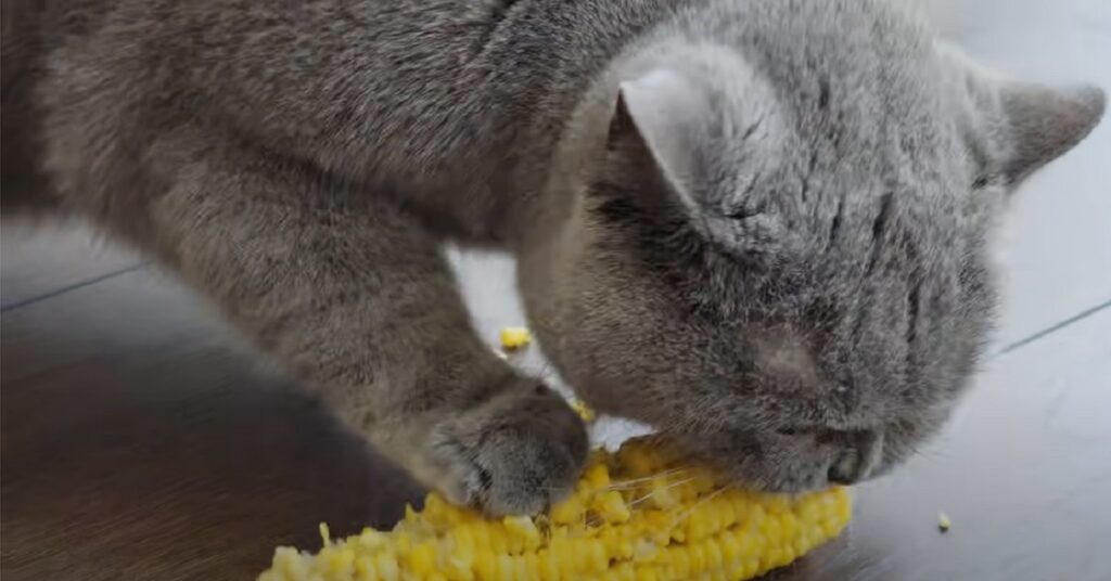 Gattina British shorthair che mangia una pannocchia