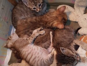 I cinque gattini trovati sotto una siepe aspettano il lieto fine