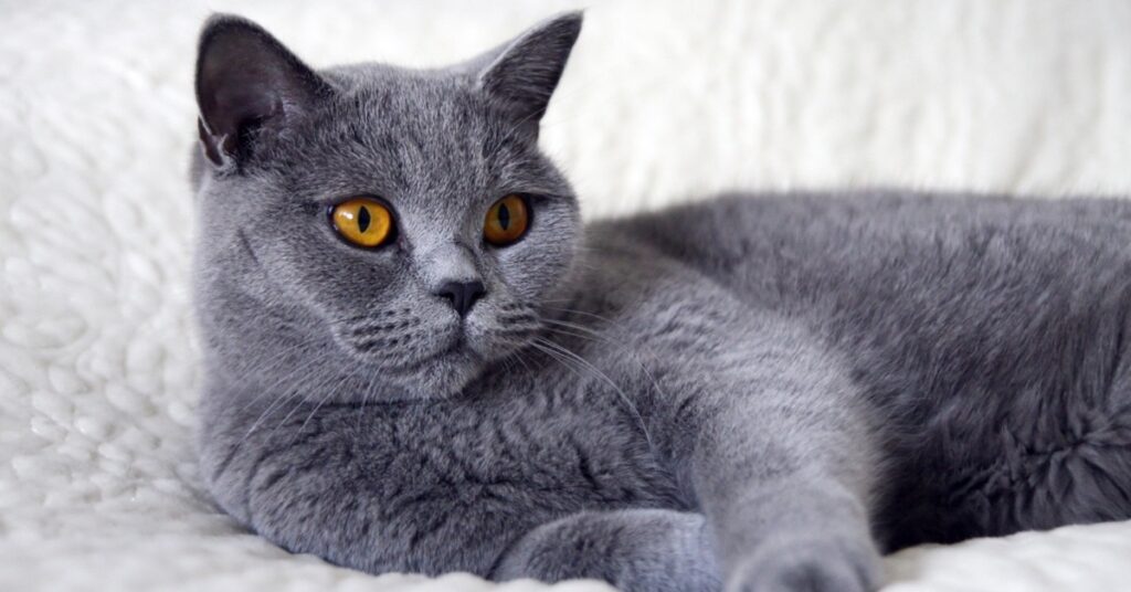 gattino British shorthair gioca con un peluche