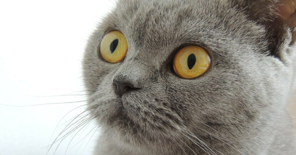 gattino British shorthair dall'aspetto triste ha finalmente trovato una mamma umana