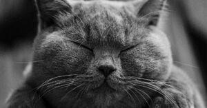 gattino British shorthair dall'aspetto triste ha finalmente trovato una mamma umana