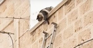 Gattino bloccato su di un tetto viene salvato da alcuni anziani, il video del singolare salvataggio