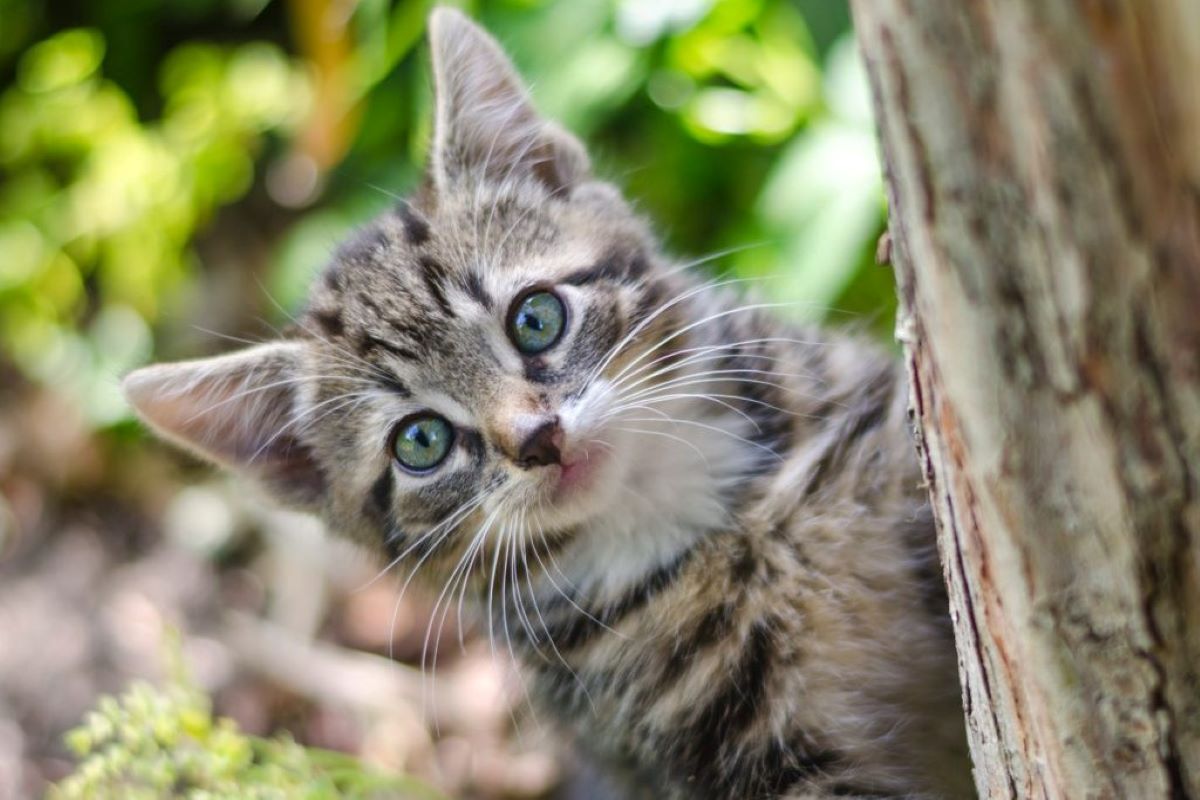 gattino osserva con attenzione