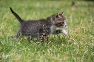 Bologna: emozionante salvataggio di un gattino intrappolato in un tubo di aerazione (VIDEO)