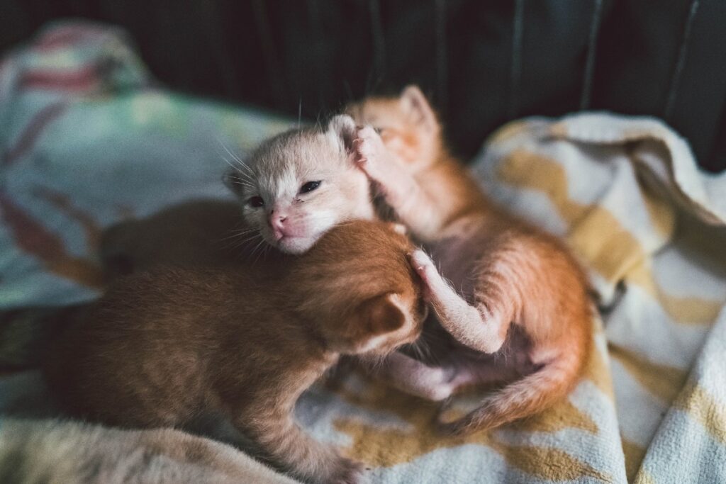 gattini piccoli