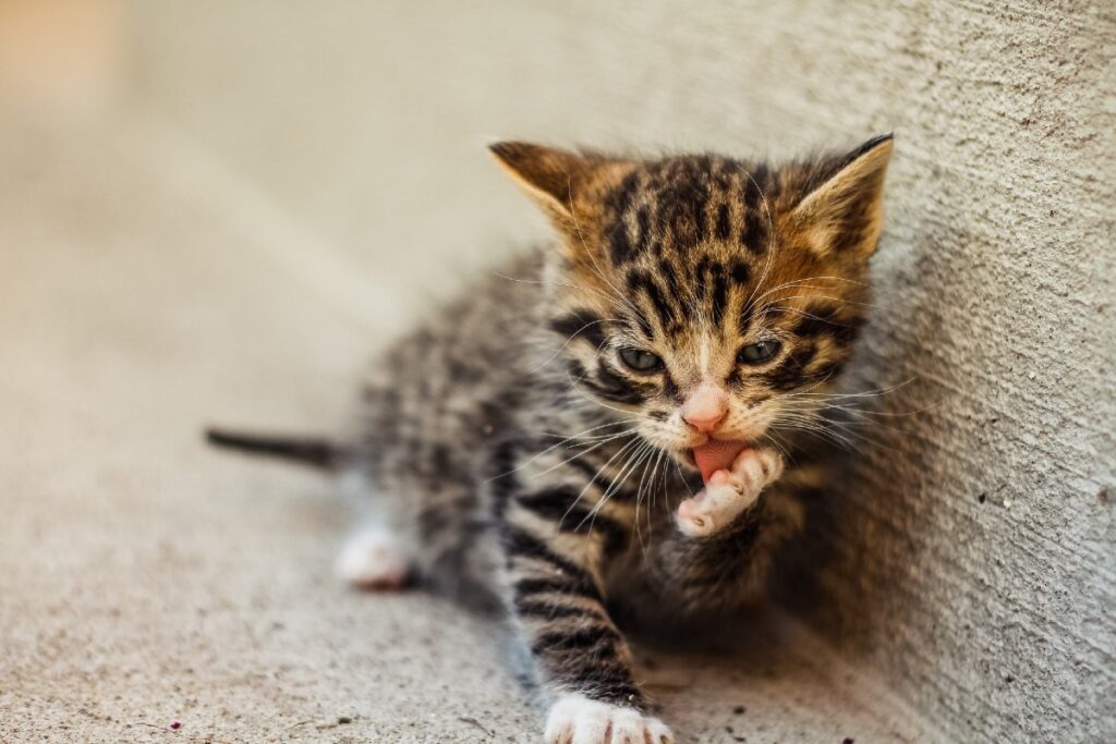 gattino che si leccala zampa