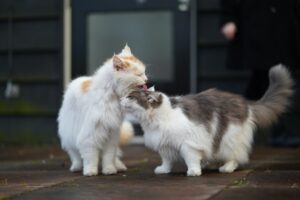 Gattino lecca l’altro gattino e non lo molla: come mai?