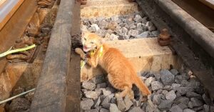 Gattino legato ai binari del treno viene salvato, il video dell’intervento è emozionate