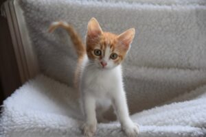 Imperia: i pompieri salvano un gatto intrappolato nel motore di un’auto (VIDEO)