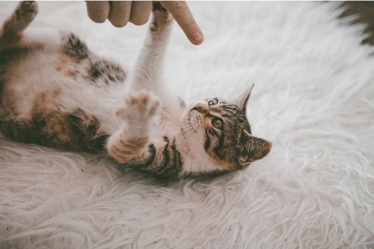 gattino sdraiato gioca con un dito