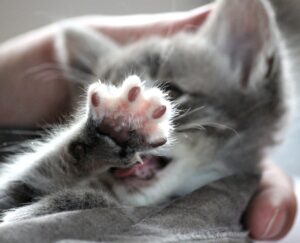 Perché il gattino non vuole le coccole?