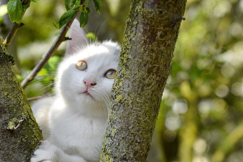 gattino su un albero