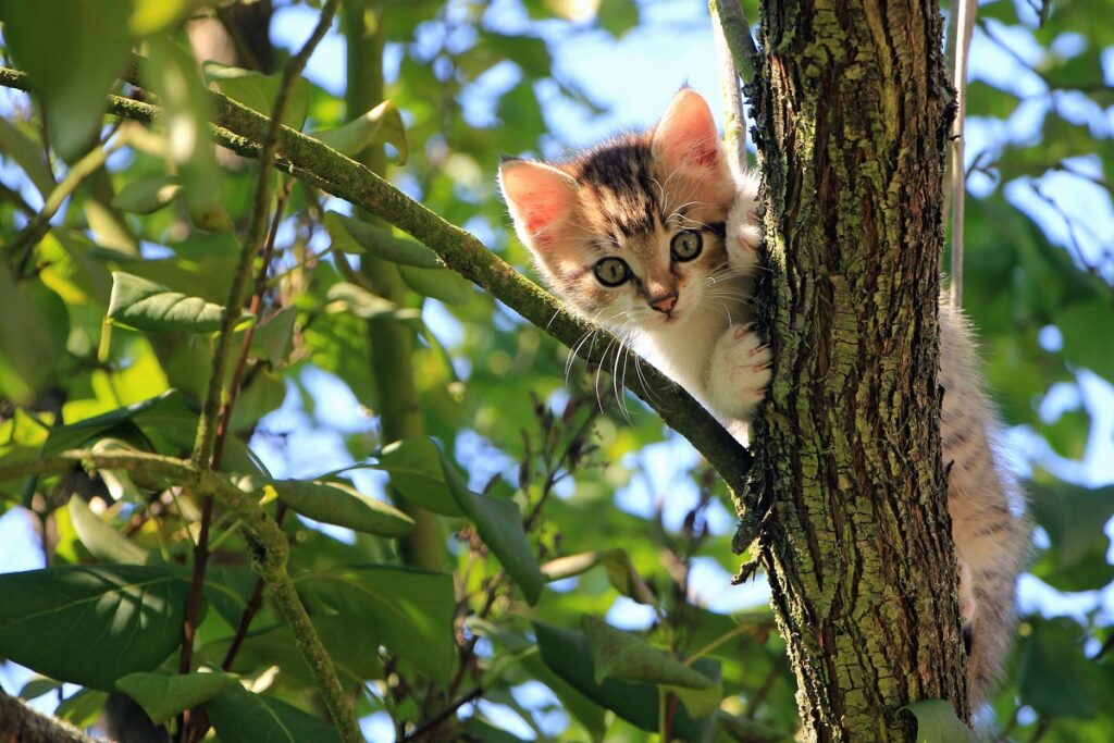 gattino bloccato su un albero