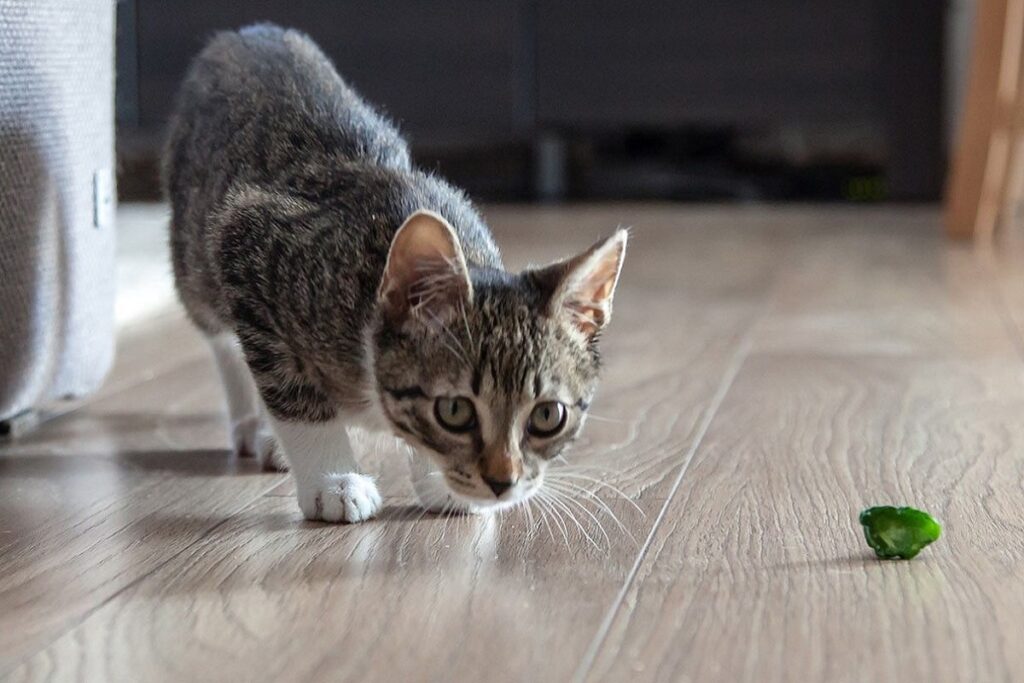 gattino cammina per casa