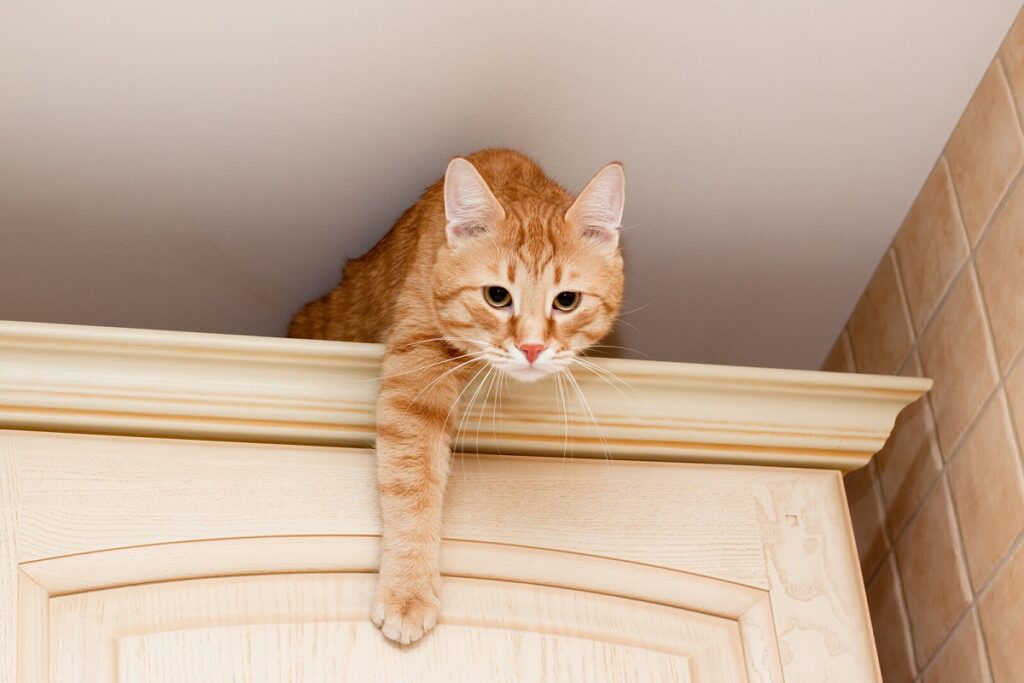 gatto su un armadio