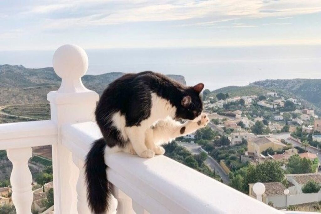 gatto nel balcone