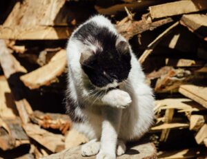 Come capire se il gattino si pulisce troppo?