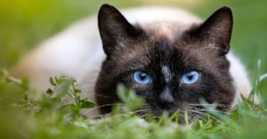 Il gattino siamese fa un assalto all’aspirapolvere (VIDEO)