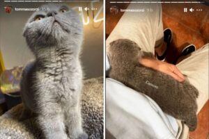 Un gattino per Tommaso Zorzi: il vip influencer sceglie un nome particolare