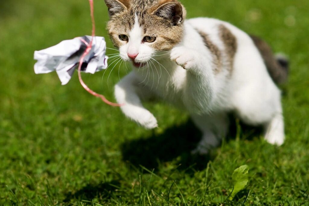 gatto rincorre pezzo di carta