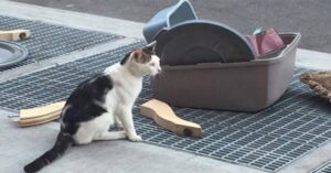 Un povero gatto viene abbandonato per strada con tutte le sue cose (VIDEO)