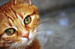 Un gatto si prende cura di un malato di cancro (VIDEO)