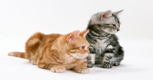 Il gattino Orange Juice non riesce a prendere un giocattolo, ma la sorellina accorre in suo aiuto (VIDEO)