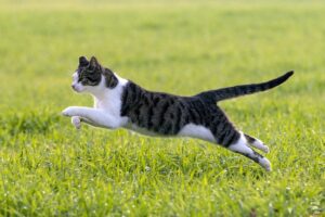 Perché il gatto corre da una parte all’altra senza fermarsi?