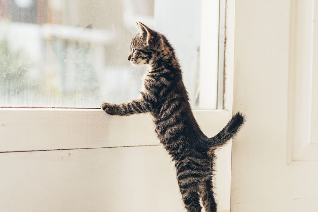 gattino guarda fuori dalla finestra