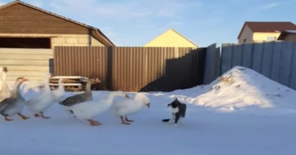 gatto e oche insieme  sulla neve