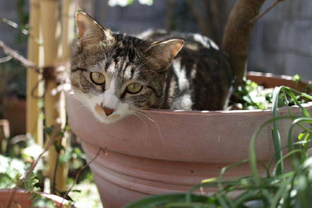 gatto accucciato in un vaso