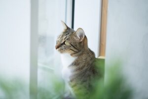 Perché il gatto fa pipì nei vasi?